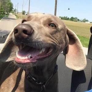 Meet your Posher, Peter